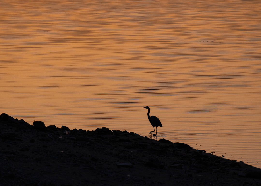 A great blue heron on Lake Isabella during drought