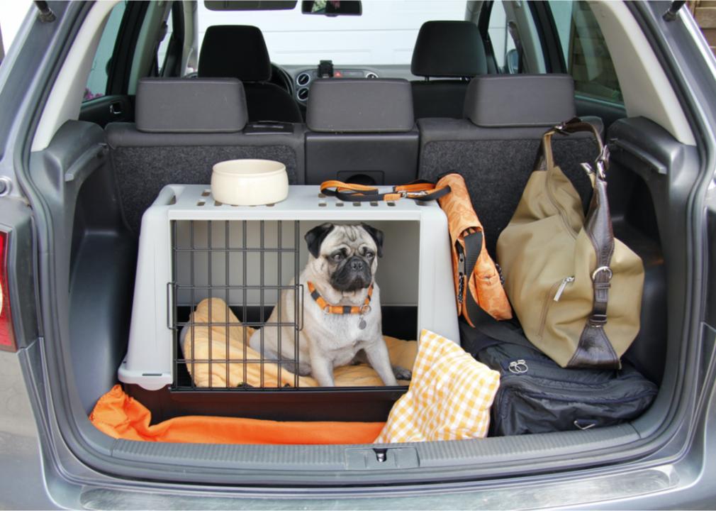 Photo shows a pug in a dog crate in the back of a car