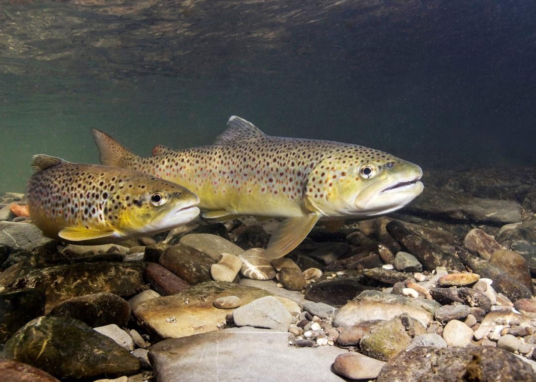 Record fish caught in Missouri