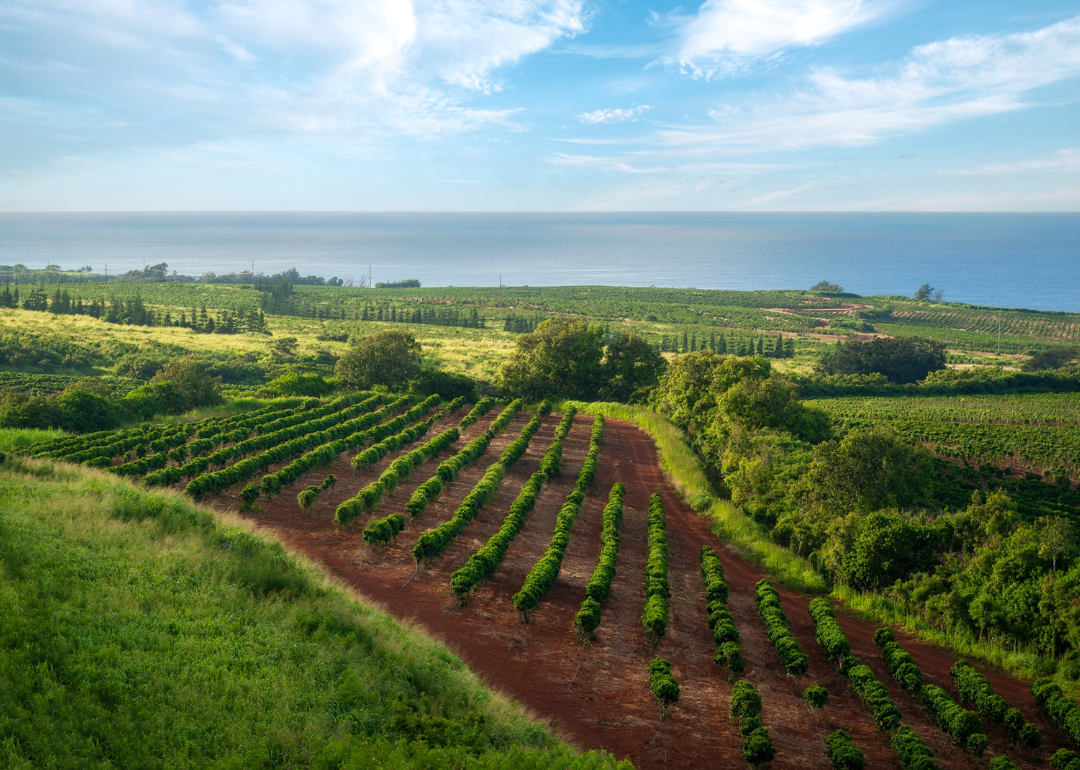 Coffee Plantation on the Island of Kauai.