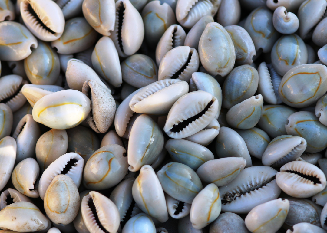 Group of cowrie shells.