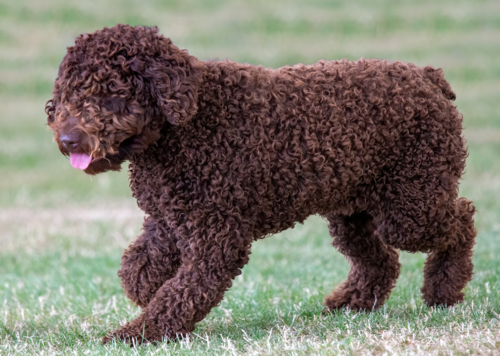 Brown, curly coated Spanish Water Dog walking on the grass.