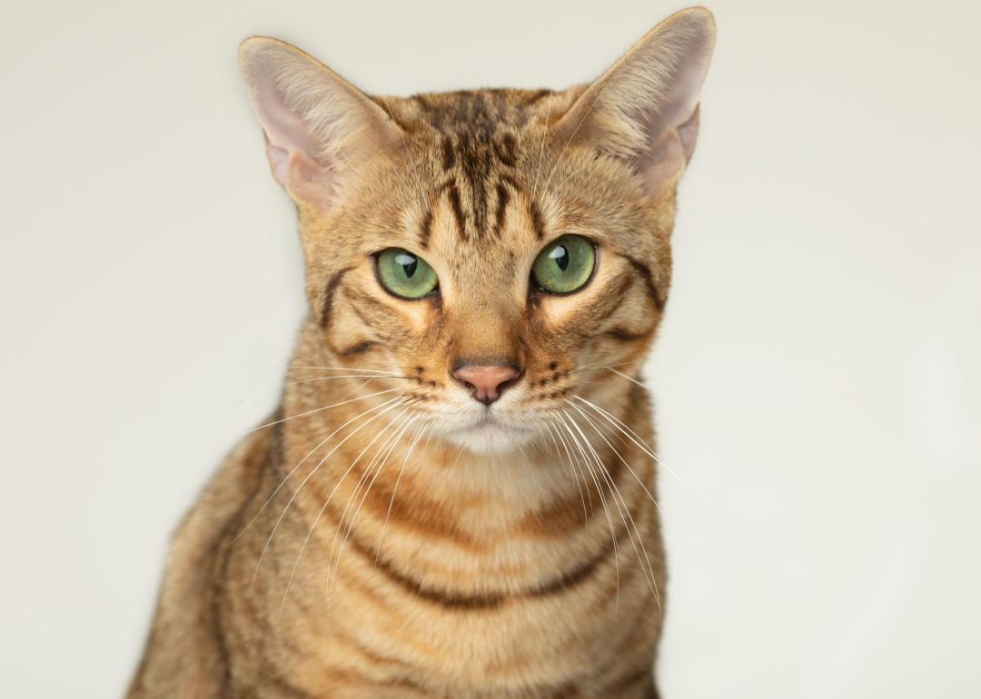 Portrait of a Serengeti cat