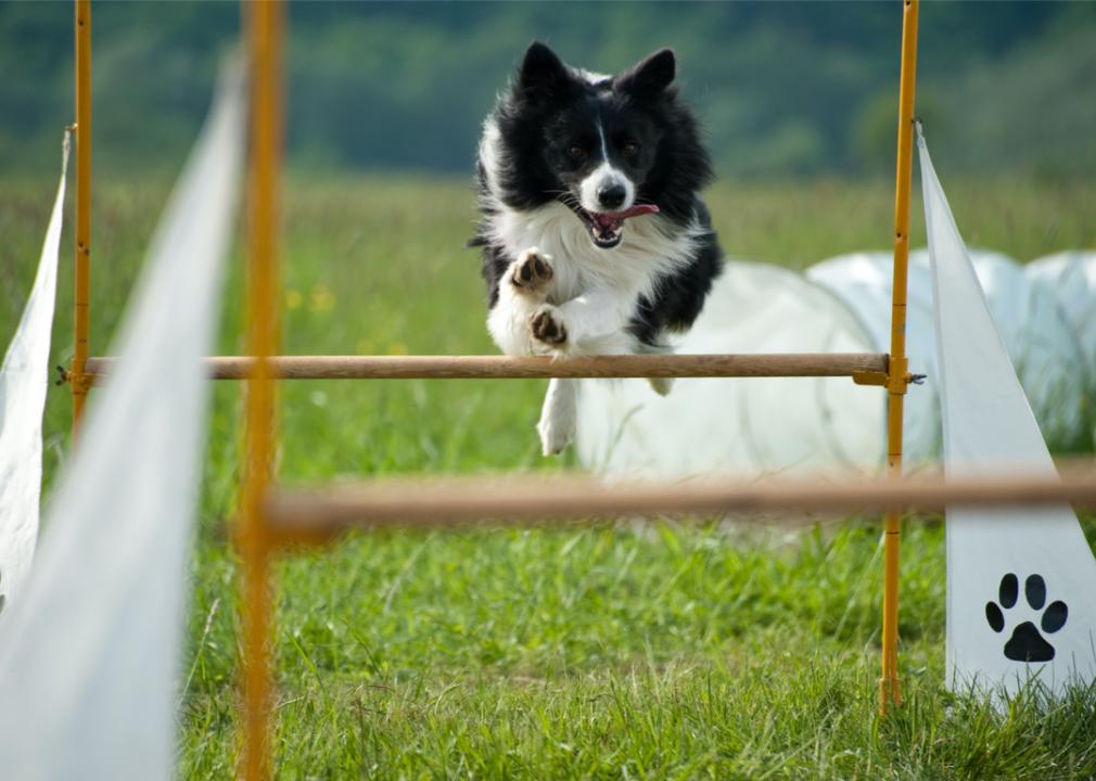 A border collie jumps over a bar in an obstacle course outside in the grass.