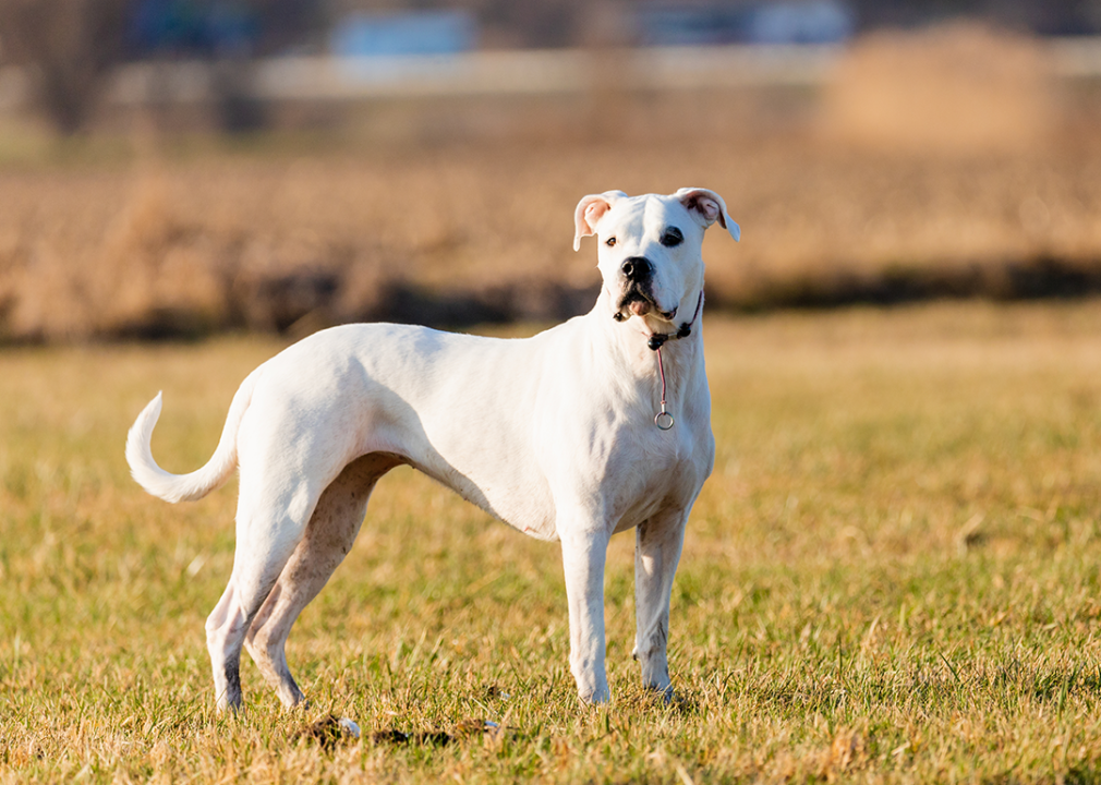 Young dogo argentino in the field with evening sun.