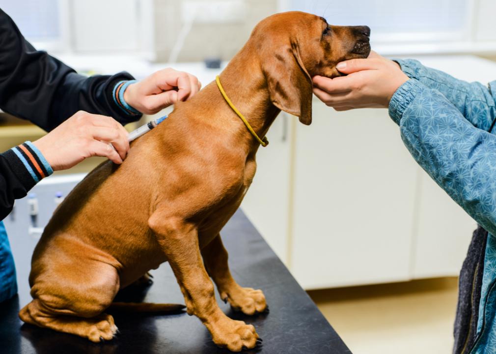 How to Prevent Parasites, Parvovirus and Other Common Illnesses