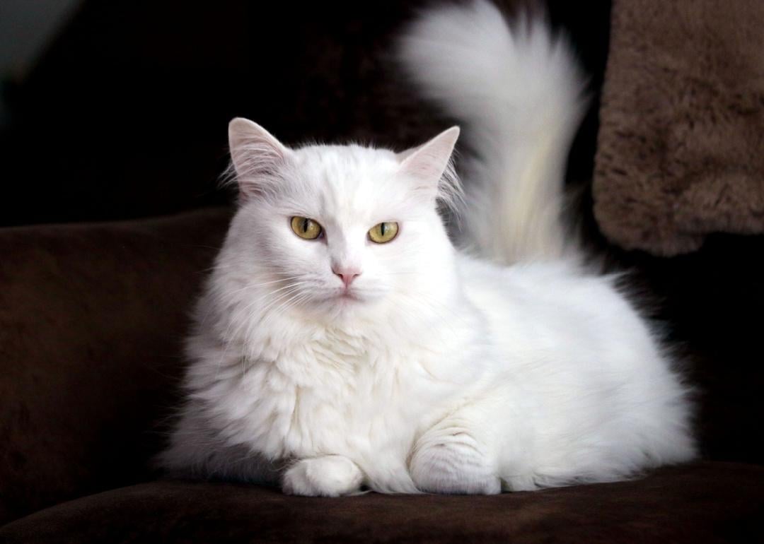 The 30 best cat breeds, ranked