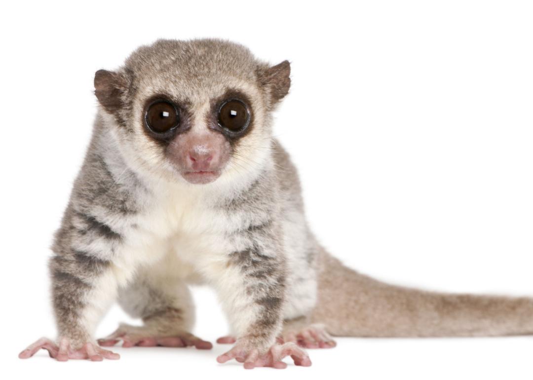 Fat-tailed dwarf lemur on white background.