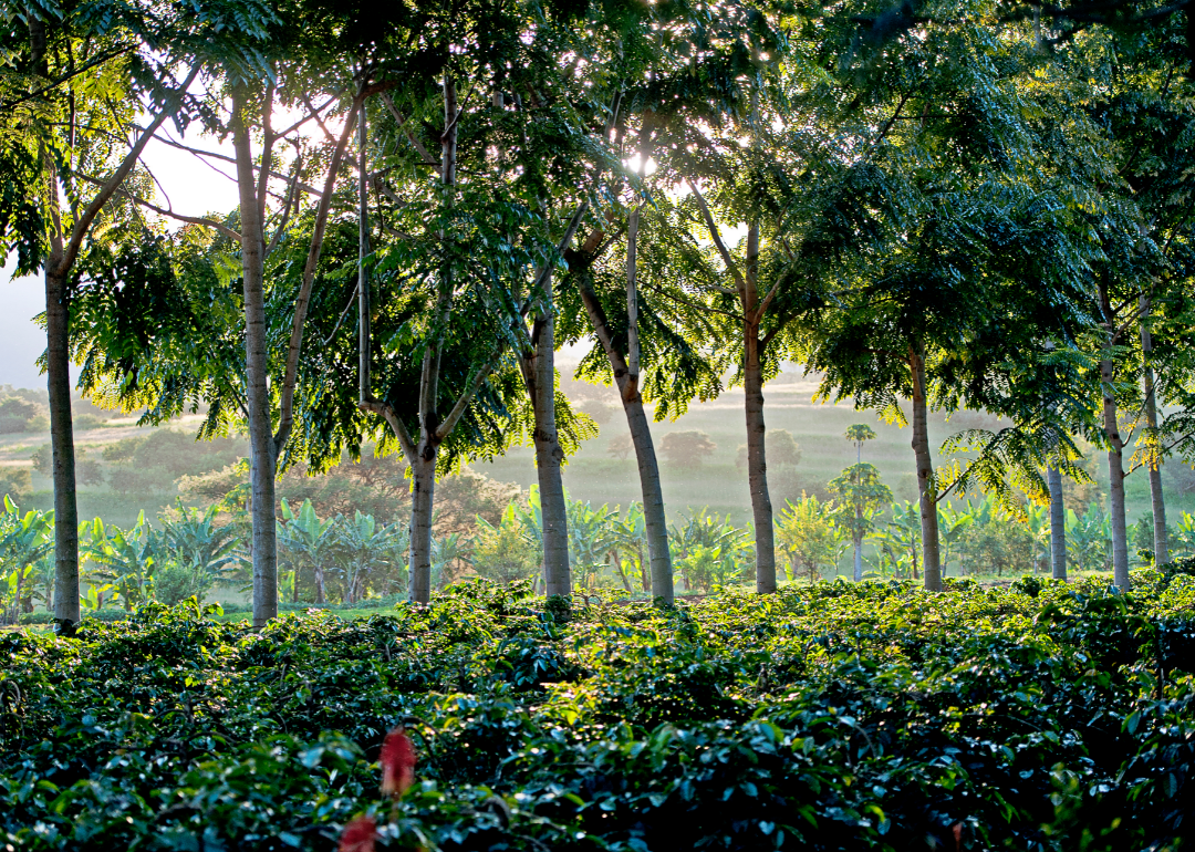 Coffee plantation in Arusha.
