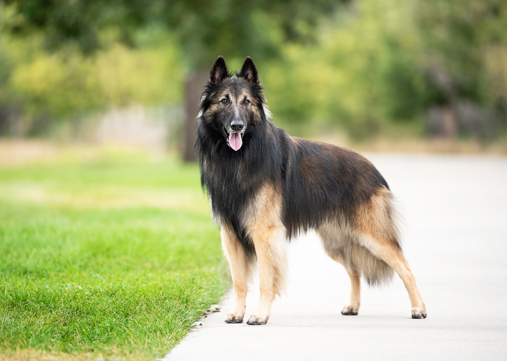 A Belgian Tervuren standing in the park.