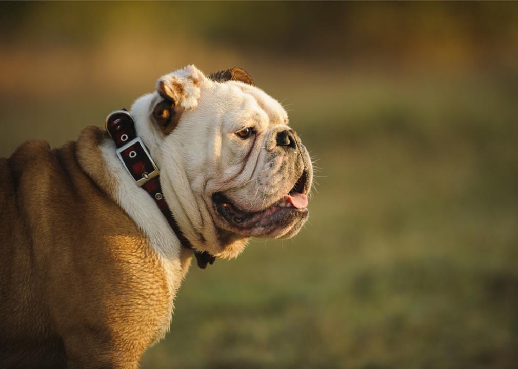 Portrait of English Bulldog