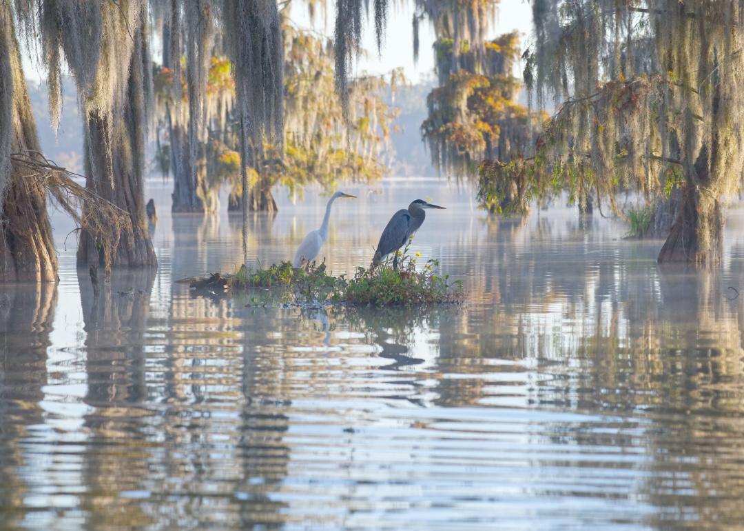 Swamps with bald cypress, spanish moss, and birds.
