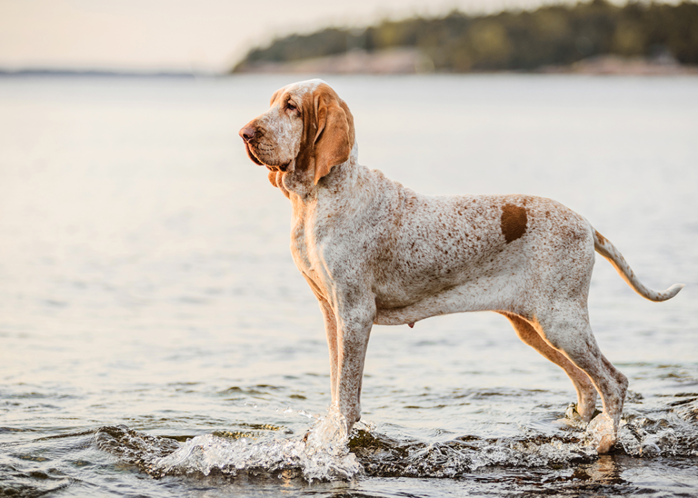 A Bracco Italiano pointer standing on rocks at sunset on a beach.