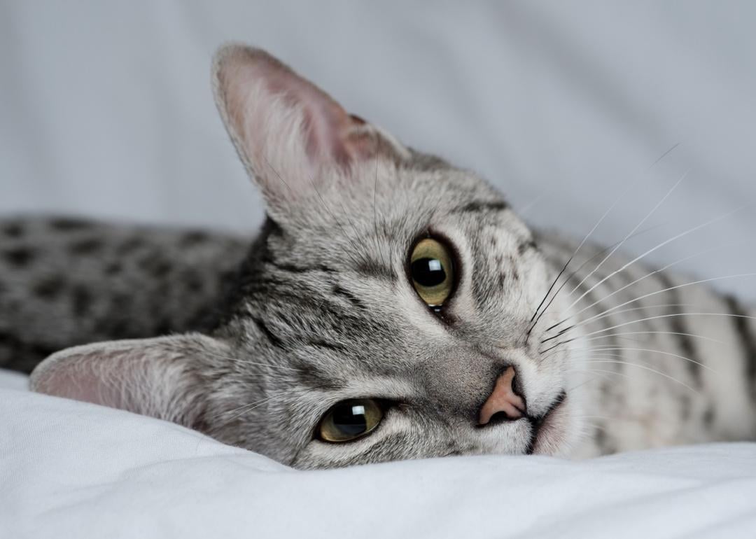 Close-up of Egyptian may cat looking at camera