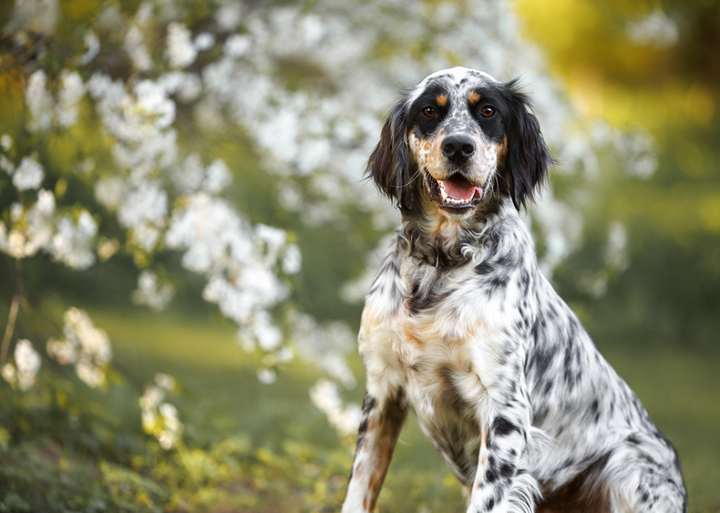 Young english setter portrait outdoors in spring.