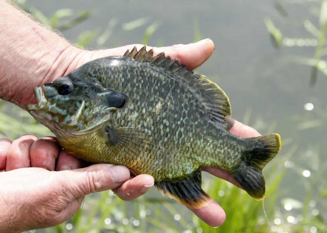 Record fish caught in Missouri