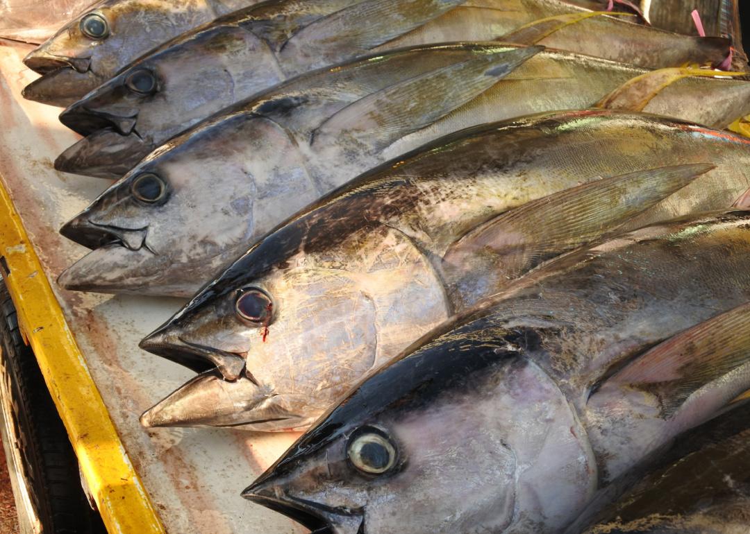 Row of fresh chilled bigeye tunas ready for market