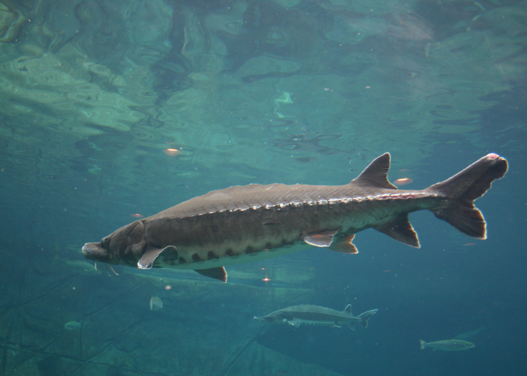 Sturgeon swimming in water