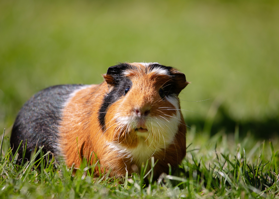 Guinea pig sitting in grass.