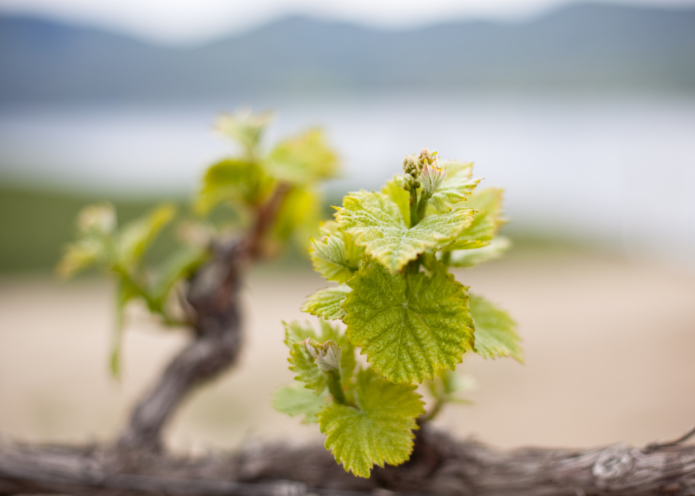 Close view of Columbia Valley vineyard
