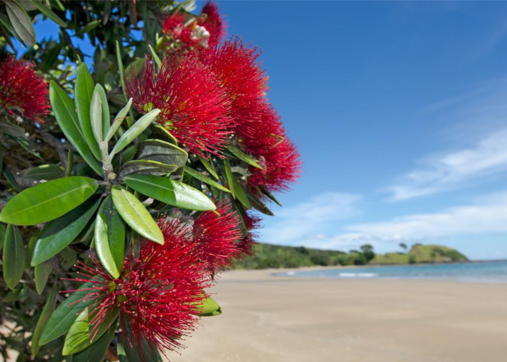 A close up of bright red pohutukawa flowers and green leaves with a beach in the background.