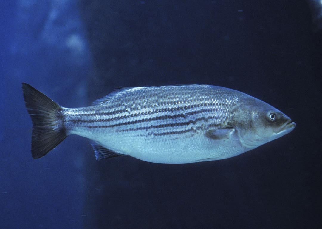 Record fish caught in Missouri