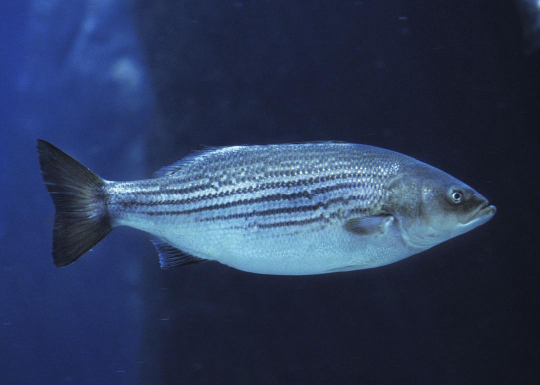 Striped Bass underwater