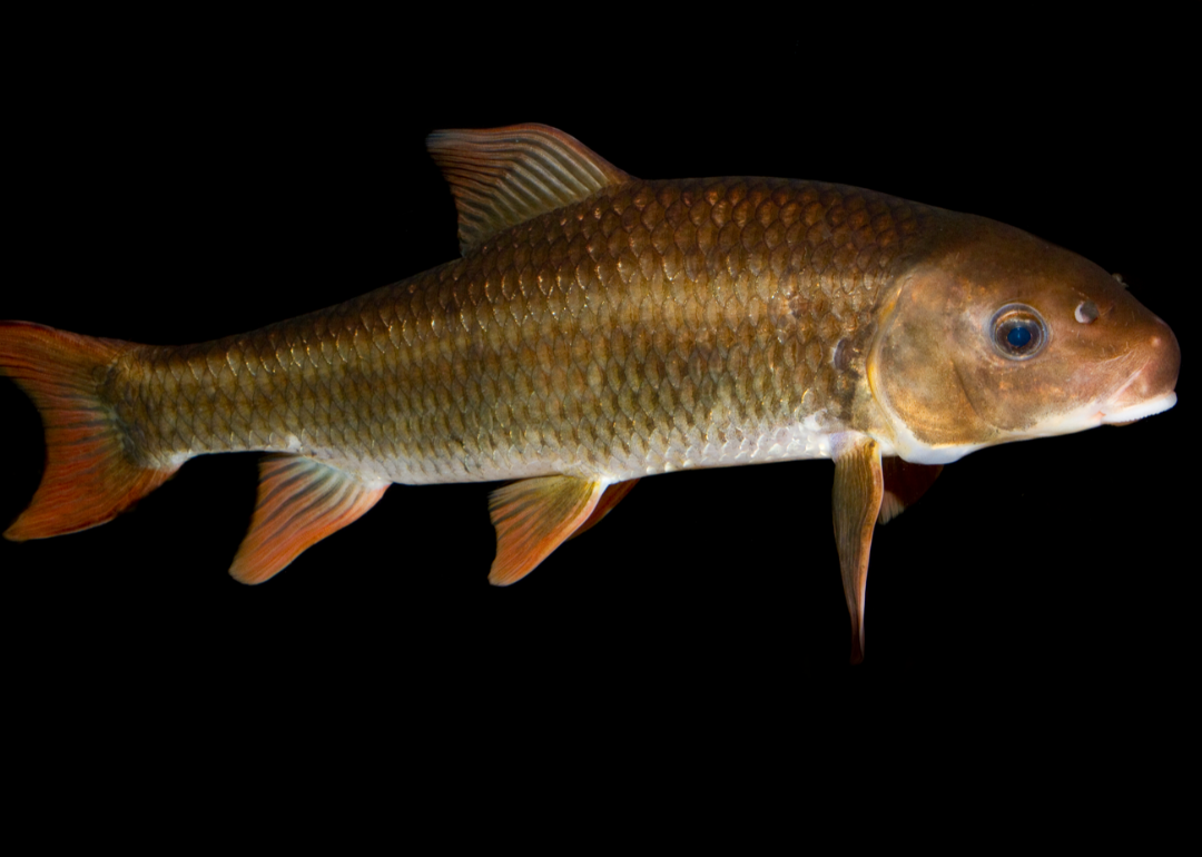 Record fish caught in Missouri