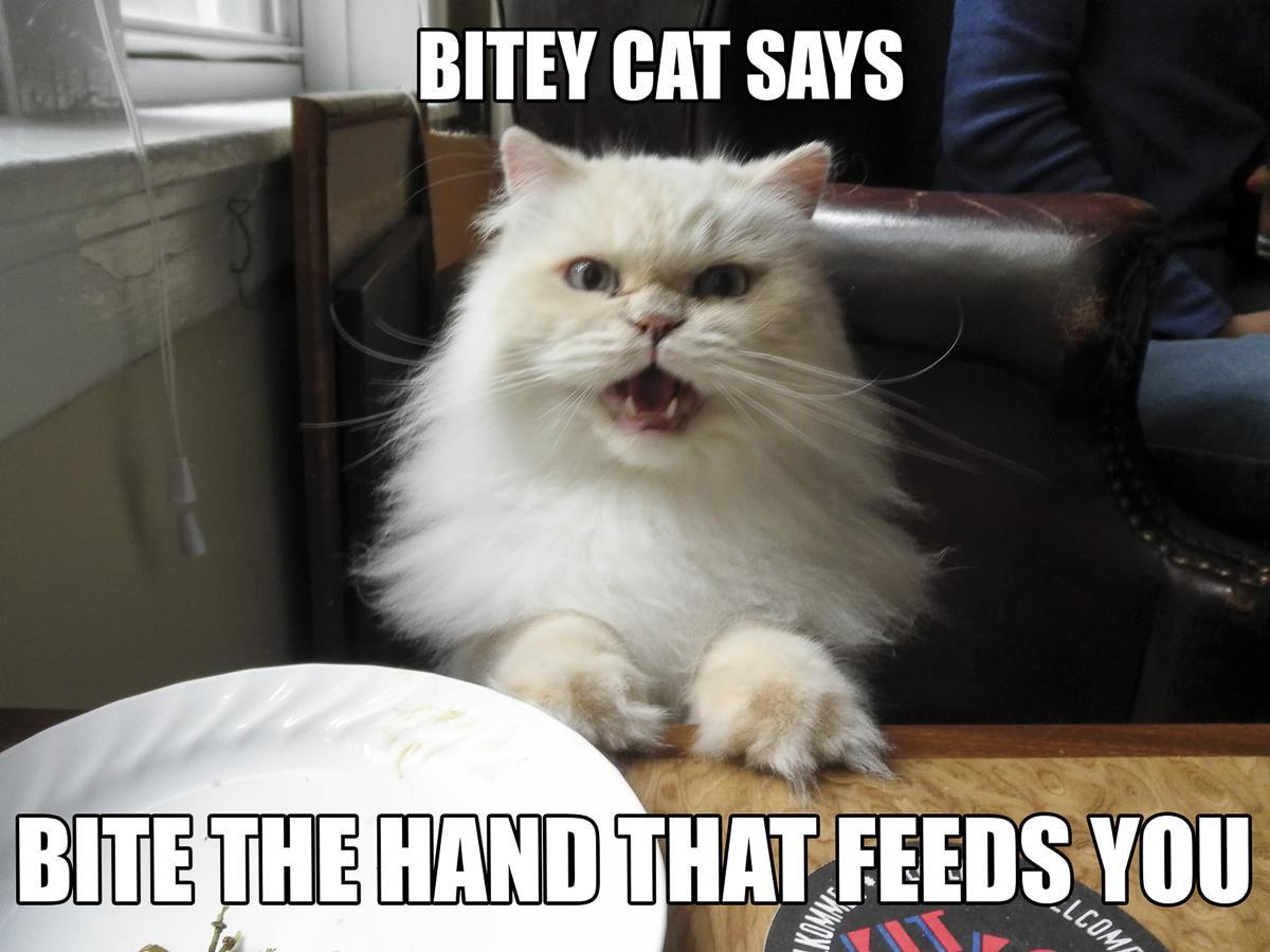 A white cat with a menacing face sits at table.