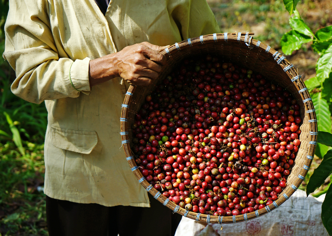 Robusta coffee from Banaran Coffee Village in Semarang.