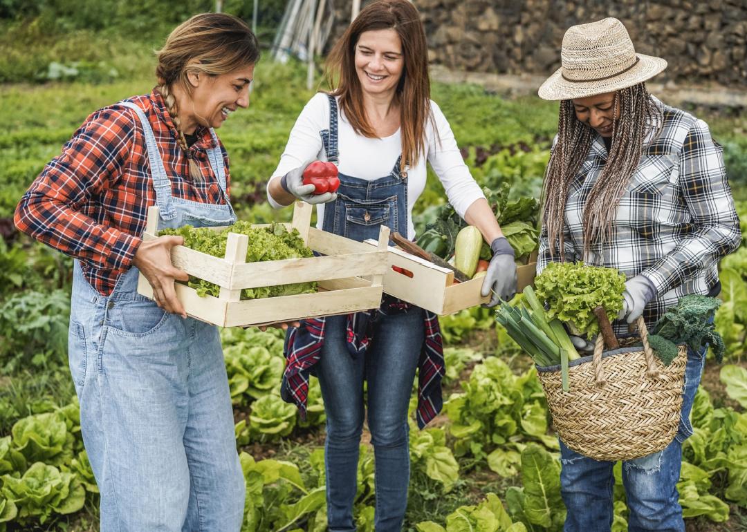 People working in garden picking vegetables.