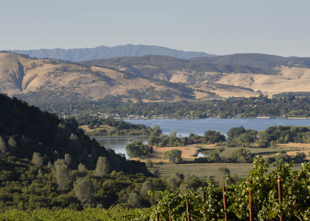 Vineyards above Clearlake in Lake County