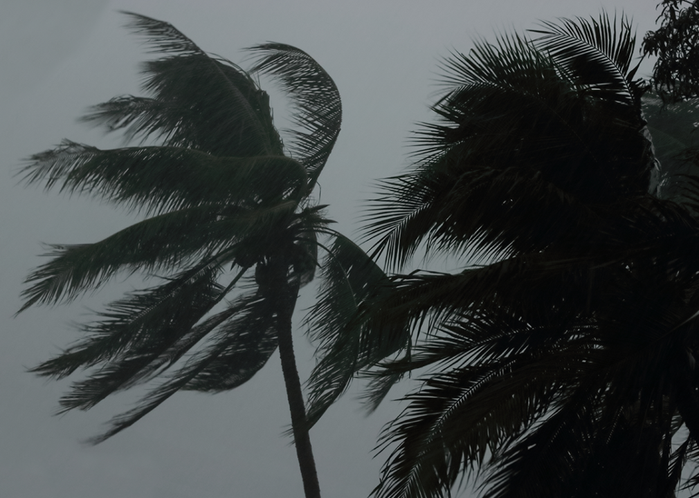 Palm tree during hurricane.