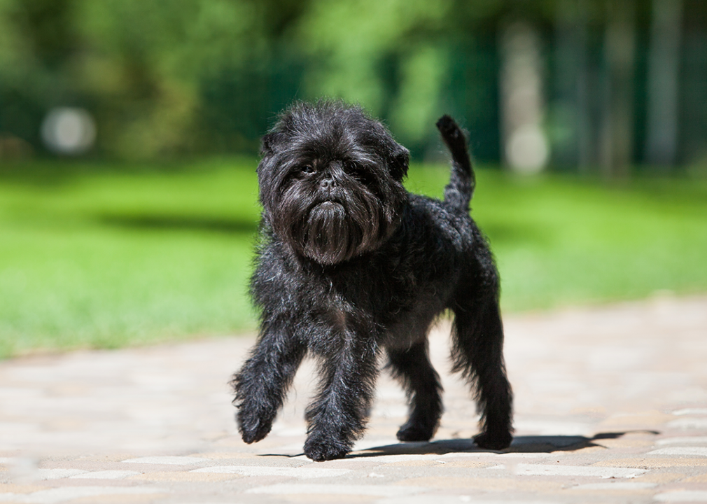 Black affenpinscher walking in the park.