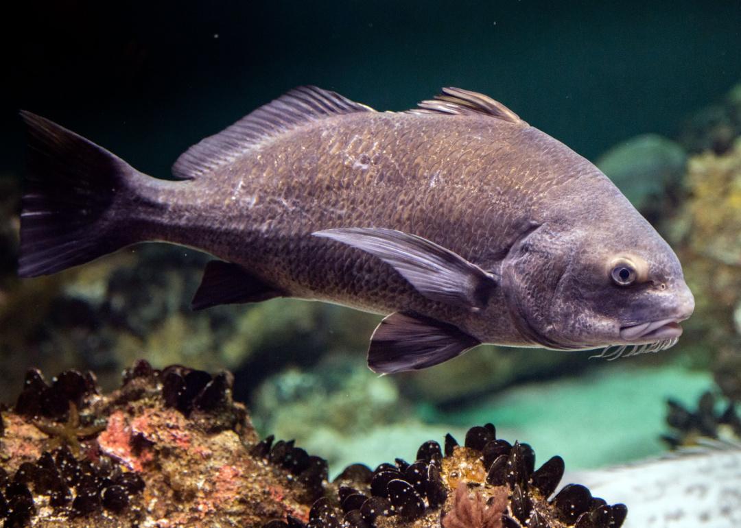 Black drum fish swimming underwater