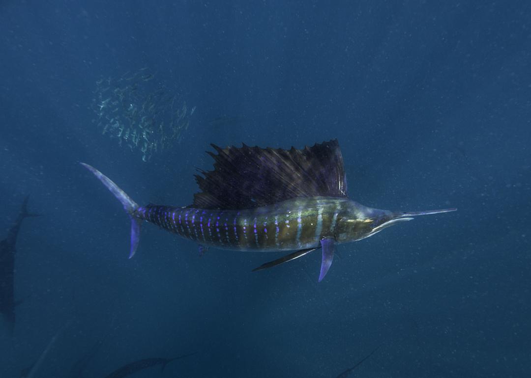 Sailfish hunting underwater