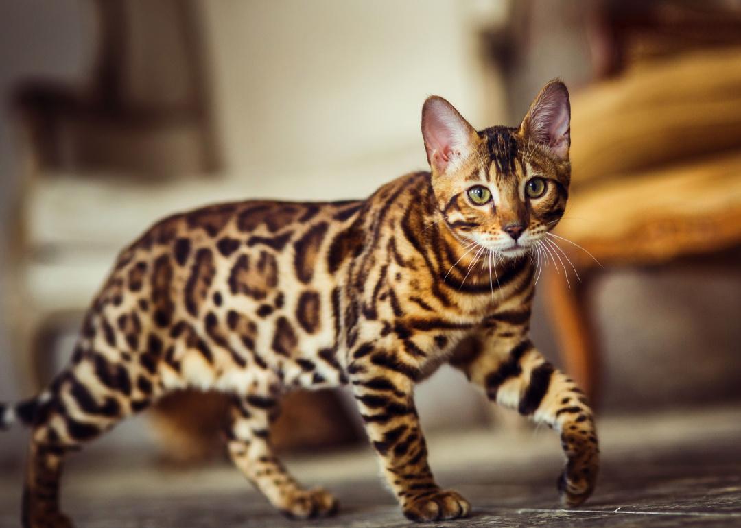 Bengal cat walking in room