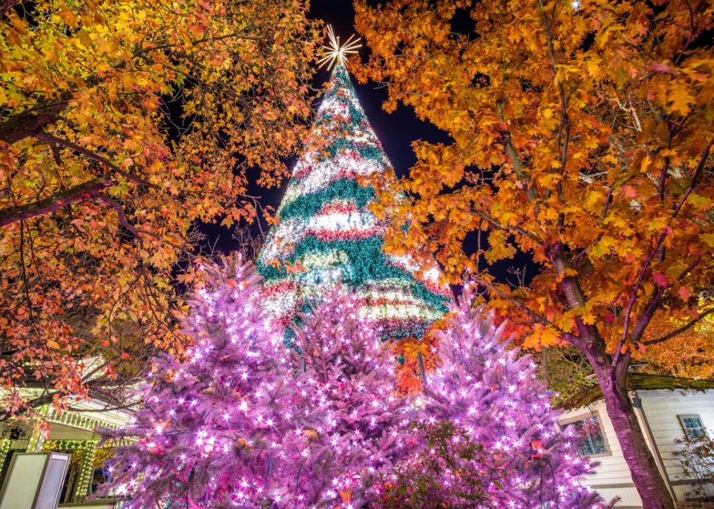 Looking up at a colorfully lit Christmas Tree through autumn leaves.