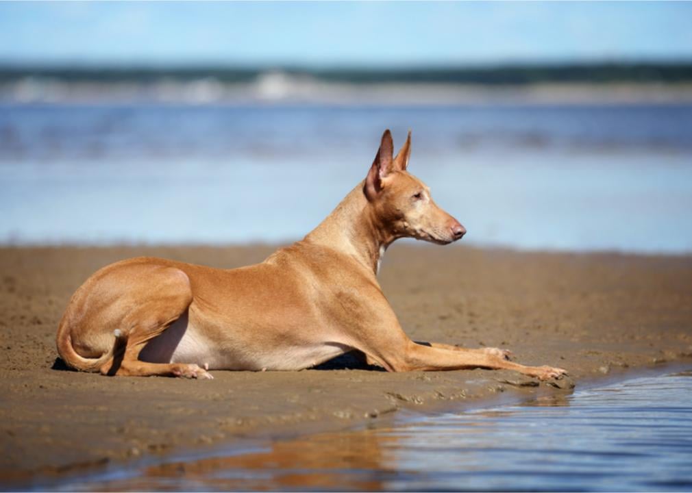 Pharaoh hound lays on the beach. 