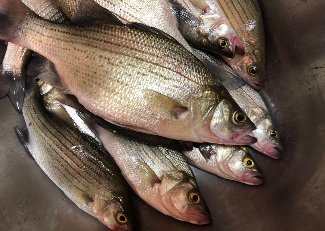 Record fish caught in Missouri