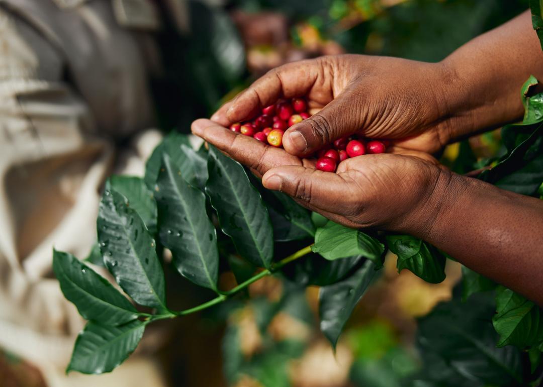 Worker gathering coffee beans.