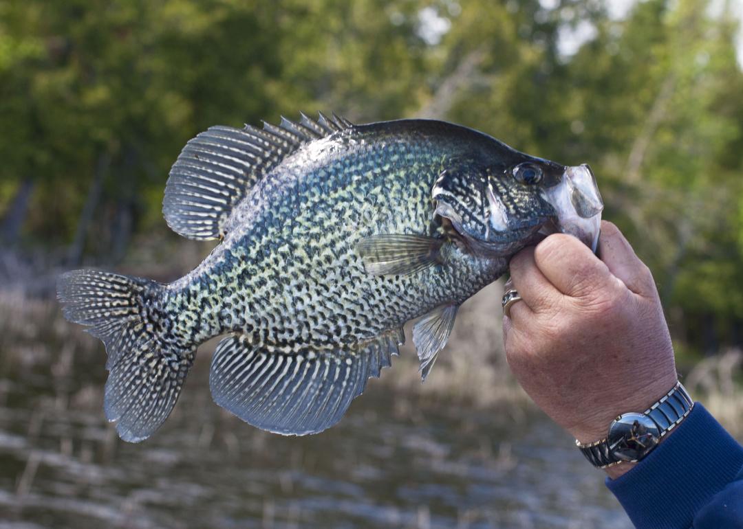 Record fish caught in Missouri