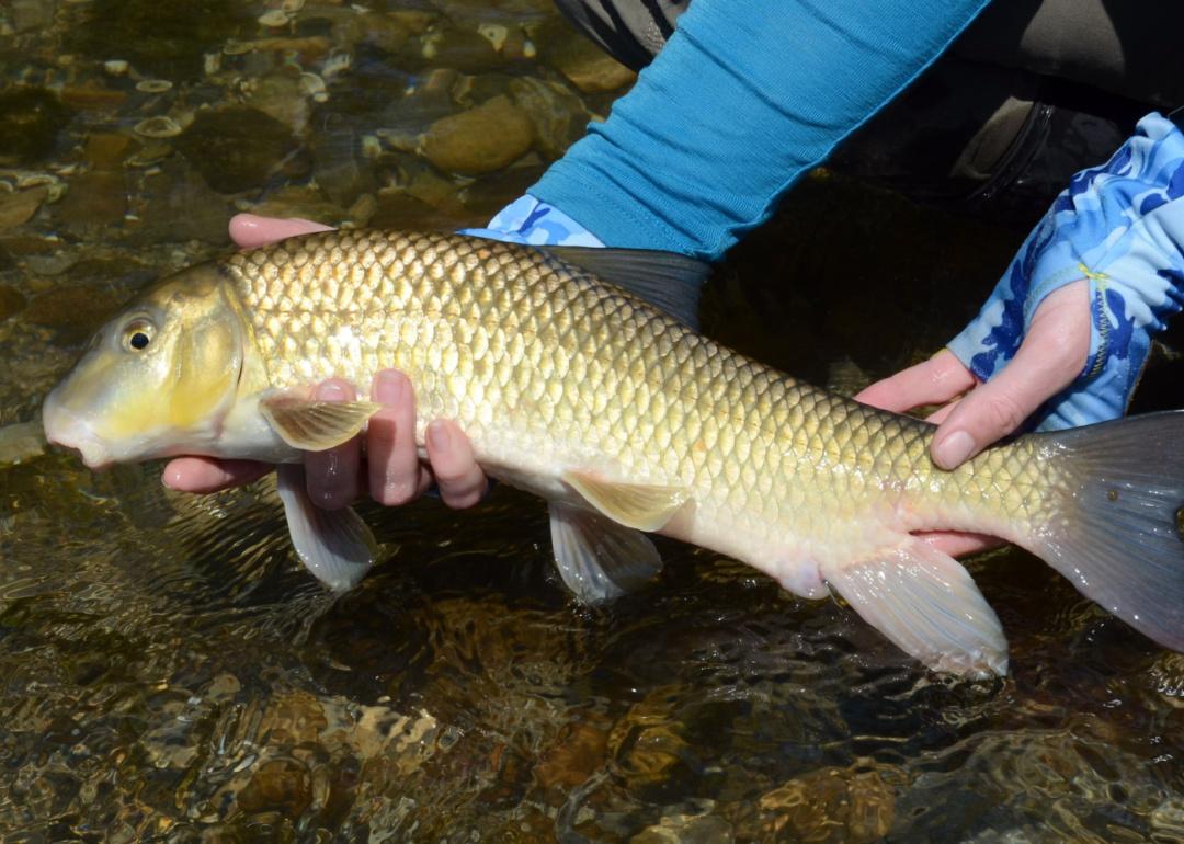 Record fish caught in Missouri