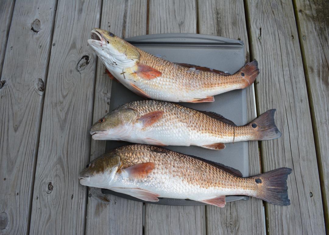 Three caught redfish laying on dock