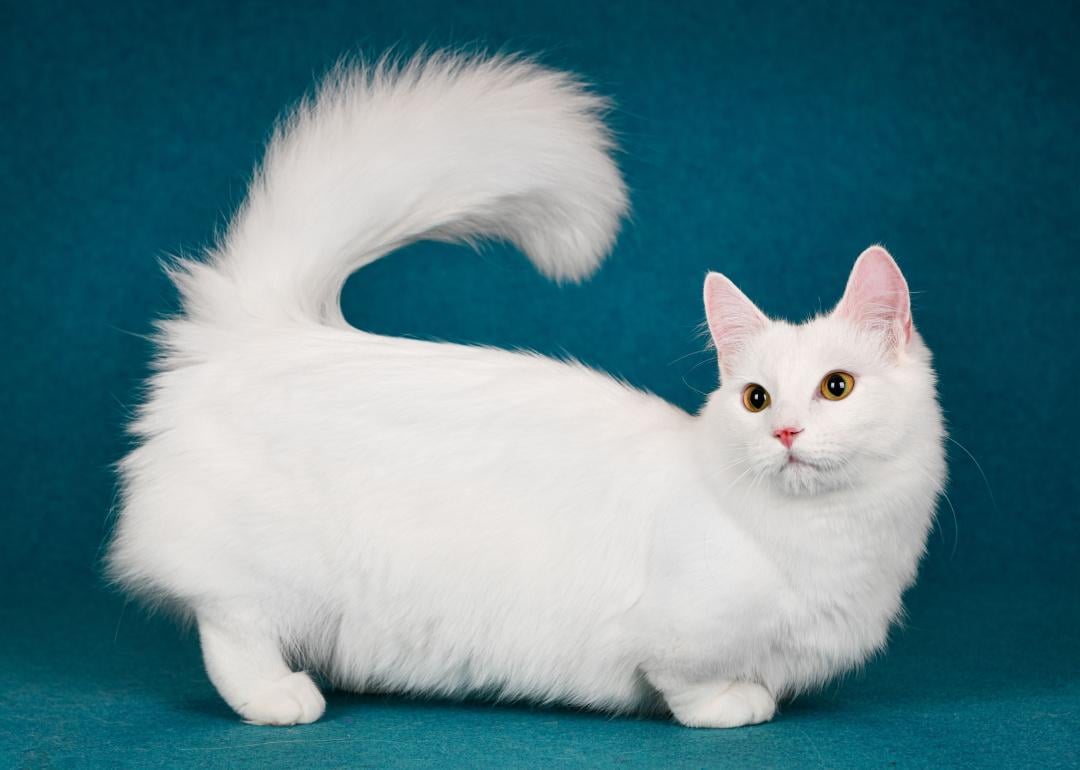 White munchkin kitten on blue background