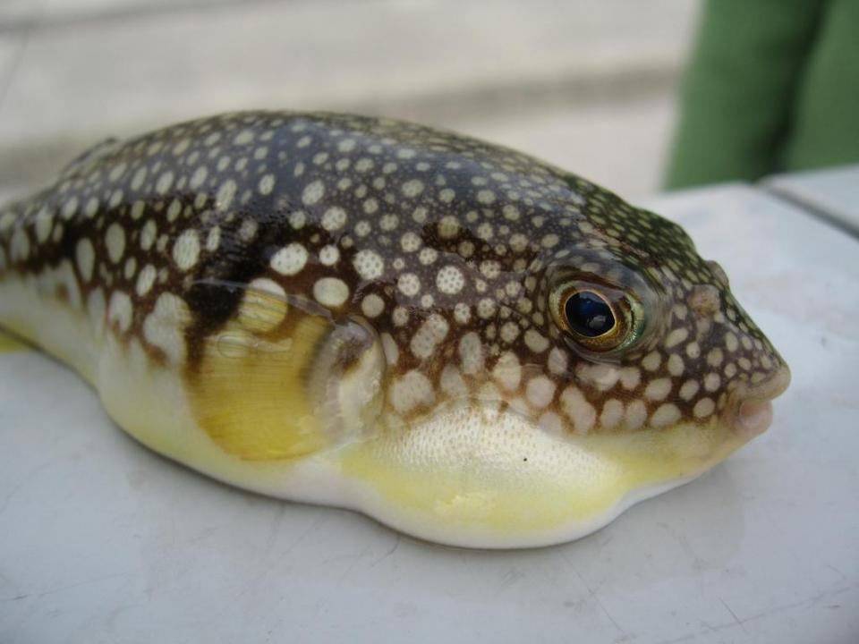 Close-up of a Japanese pufferfish out of water.