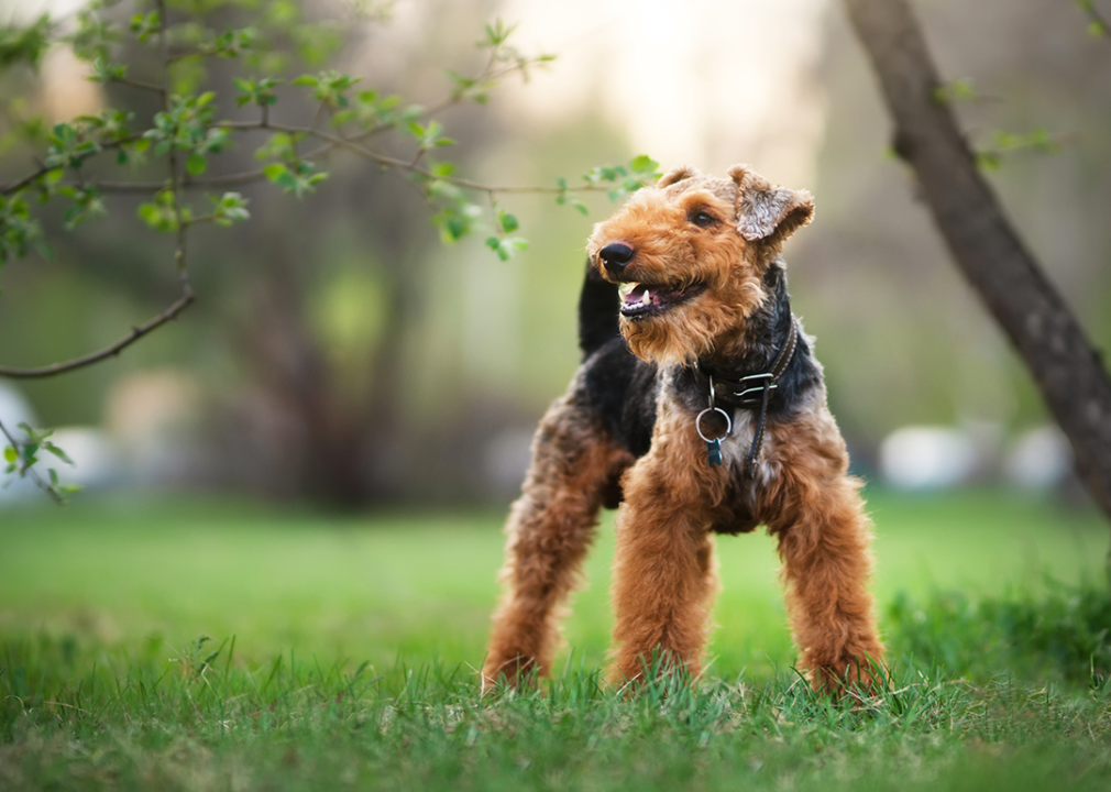 A Welsh terrier standing in grass.