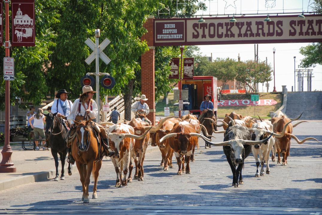 Historic Fort Worth Stockyards and Texas longhorn cattle.