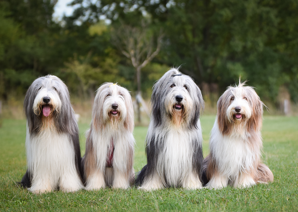 Four seated bearded collies in a row, sitting on the grass.