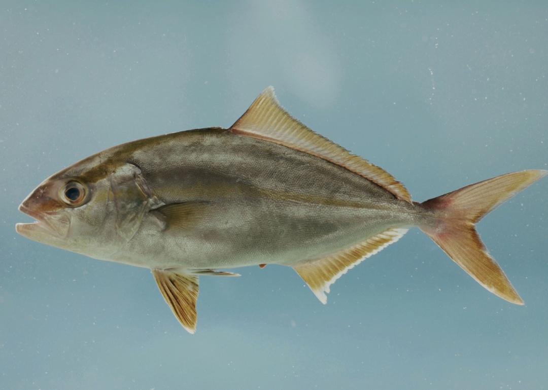 Amberjack swimming in water